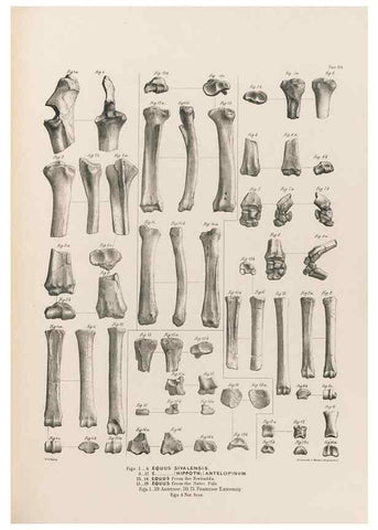 Reproducción/Reproduction 49228013832: Fauna antiqua sivalensis, being the fossil zoology of the Sewalik Hills, in the north of India. London :Smith, Elder and Co.,1846.. 
