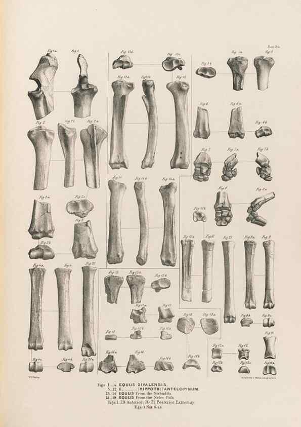 Reproducción/Reproduction 49228013832: Fauna antiqua sivalensis, being the fossil zoology of the Sewalik Hills, in the north of India. London :Smith, Elder and Co.,1846.. 