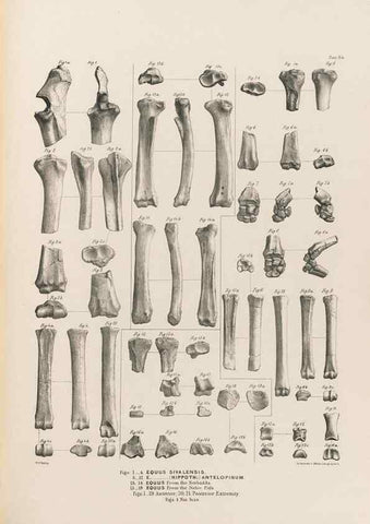Reproducción/Reproduction 49228013832: Fauna antiqua sivalensis, being the fossil zoology of the Sewalik Hills, in the north of India. London :Smith, Elder and Co.,1846.. 