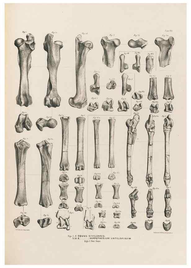 Reproducción/Reproduction 49227315793: Fauna antiqua sivalensis, being the fossil zoology of the Sewalik Hills, in the north of India. London :Smith, Elder and Co.,1846.. 