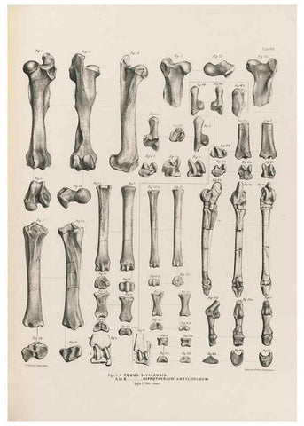 Reproducción/Reproduction 49227315793: Fauna antiqua sivalensis, being the fossil zoology of the Sewalik Hills, in the north of India. London :Smith, Elder and Co.,1846.. 
