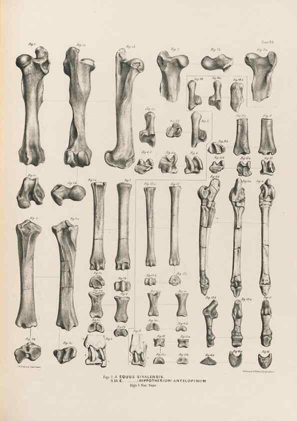 Reproducción/Reproduction 49227315793: Fauna antiqua sivalensis, being the fossil zoology of the Sewalik Hills, in the north of India. London :Smith, Elder and Co.,1846.. 