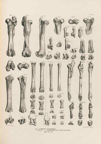 Reproducción/Reproduction 49227315793: Fauna antiqua sivalensis, being the fossil zoology of the Sewalik Hills, in the north of India. London :Smith, Elder and Co.,1846.. 