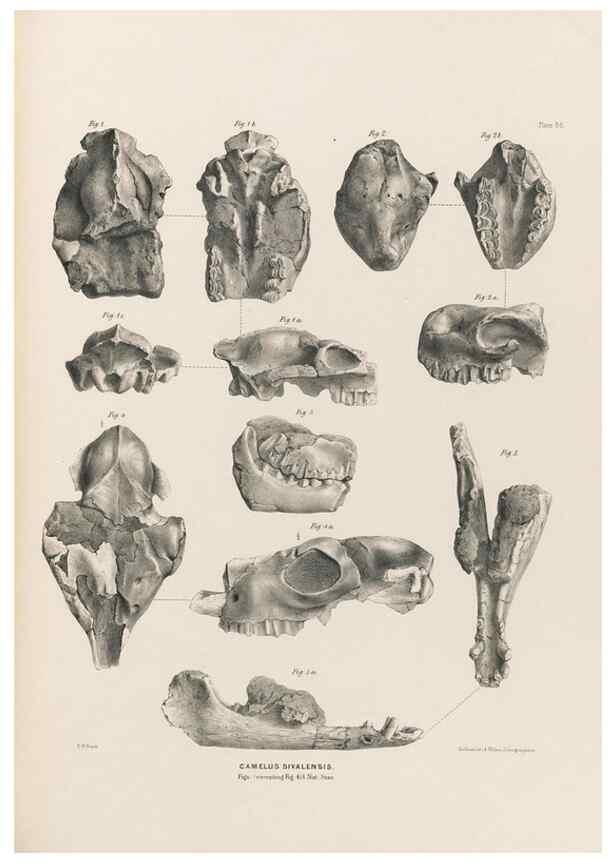 Reproducción/Reproduction 49227786816: Fauna antiqua sivalensis, being the fossil zoology of the Sewalik Hills, in the north of India. London :Smith, Elder and Co.,1846.. 