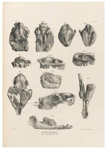 Reproducción/Reproduction 49227786816: Fauna antiqua sivalensis, being the fossil zoology of the Sewalik Hills, in the north of India. London :Smith, Elder and Co.,1846.. 