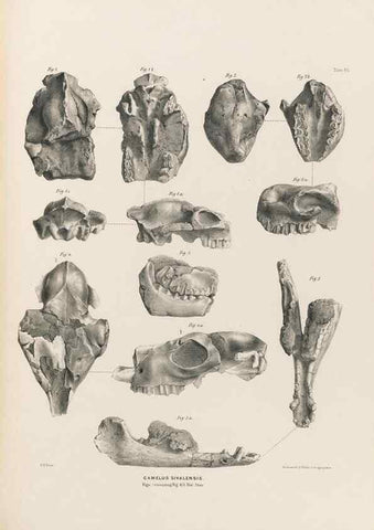 Reproducción/Reproduction 49227786816: Fauna antiqua sivalensis, being the fossil zoology of the Sewalik Hills, in the north of India. London :Smith, Elder and Co.,1846.. 