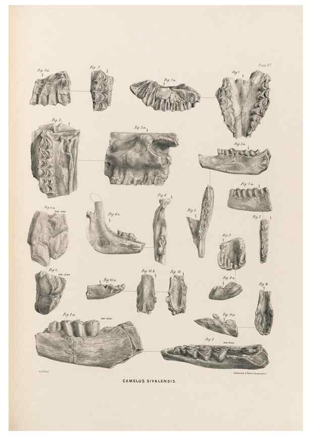 Reproducción/Reproduction 49228015067: Fauna antiqua sivalensis, being the fossil zoology of the Sewalik Hills, in the north of India. London :Smith, Elder and Co.,1846.. 