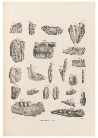 Reproducción/Reproduction 49228015067: Fauna antiqua sivalensis, being the fossil zoology of the Sewalik Hills, in the north of India. London :Smith, Elder and Co.,1846.. 