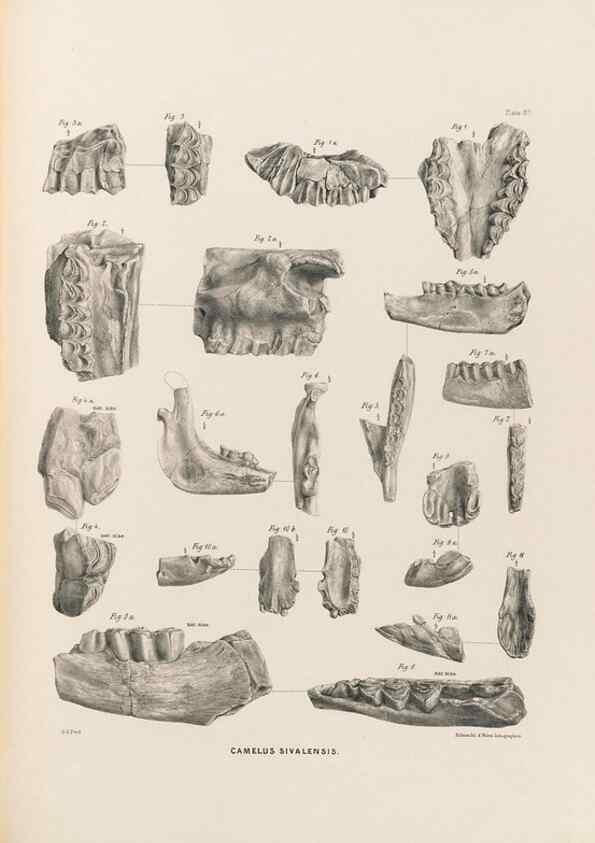 Reproducción/Reproduction 49228015067: Fauna antiqua sivalensis, being the fossil zoology of the Sewalik Hills, in the north of India. London :Smith, Elder and Co.,1846.. 