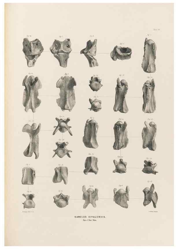 Reproducción/Reproduction 49227316918: Fauna antiqua sivalensis, being the fossil zoology of the Sewalik Hills, in the north of India. London :Smith, Elder and Co.,1846.. 
