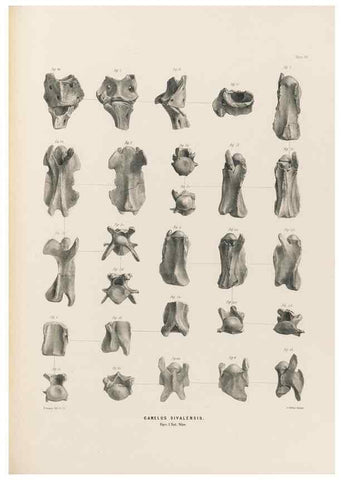 Reproducción/Reproduction 49227316918: Fauna antiqua sivalensis, being the fossil zoology of the Sewalik Hills, in the north of India. London :Smith, Elder and Co.,1846.. 