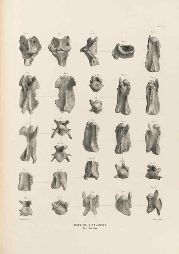 Reproducción/Reproduction 49227316918: Fauna antiqua sivalensis, being the fossil zoology of the Sewalik Hills, in the north of India. London :Smith, Elder and Co.,1846.. 