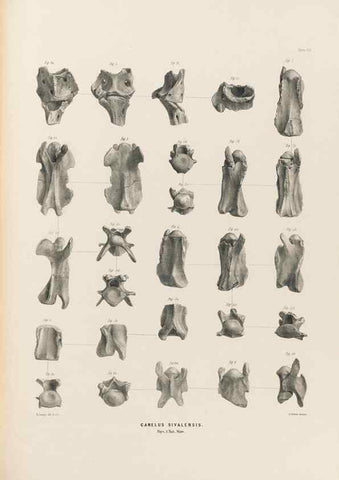 Reproducción/Reproduction 49227316918: Fauna antiqua sivalensis, being the fossil zoology of the Sewalik Hills, in the north of India. London :Smith, Elder and Co.,1846.. 