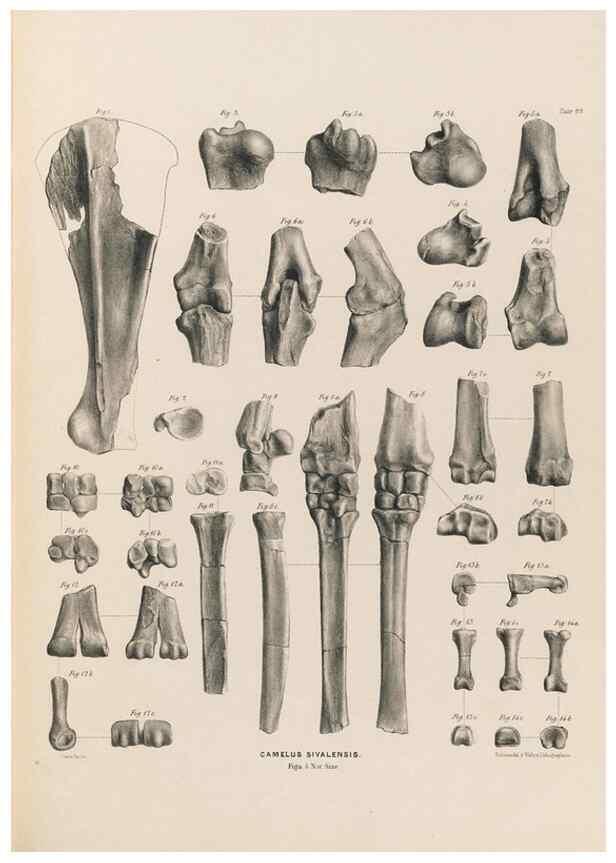 Reproducción/Reproduction 49227317248: Fauna antiqua sivalensis, being the fossil zoology of the Sewalik Hills, in the north of India. London :Smith, Elder and Co.,1846.. 