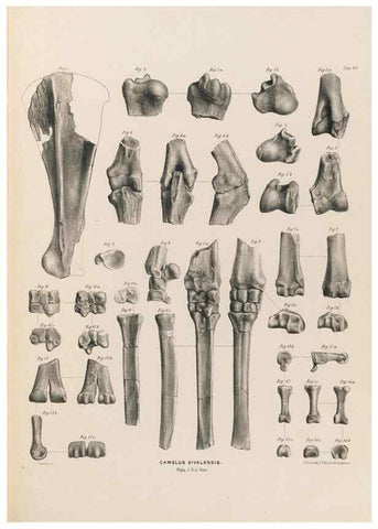 Reproducción/Reproduction 49227317248: Fauna antiqua sivalensis, being the fossil zoology of the Sewalik Hills, in the north of India. London :Smith, Elder and Co.,1846.. 