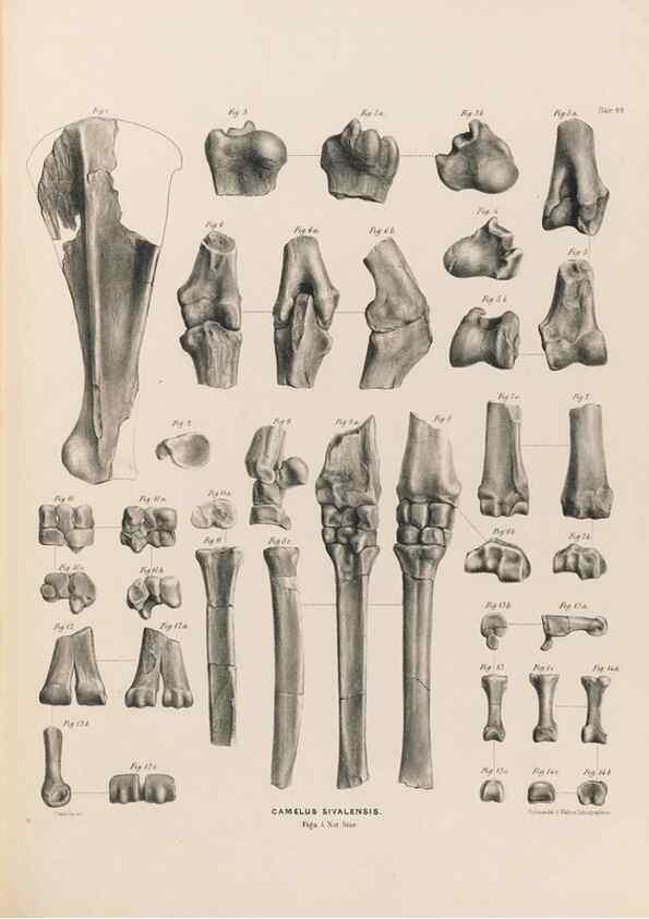 Reproducción/Reproduction 49227317248: Fauna antiqua sivalensis, being the fossil zoology of the Sewalik Hills, in the north of India. London :Smith, Elder and Co.,1846.. 