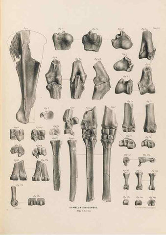 Reproducción/Reproduction 49227317248: Fauna antiqua sivalensis, being the fossil zoology of the Sewalik Hills, in the north of India. London :Smith, Elder and Co.,1846.. 