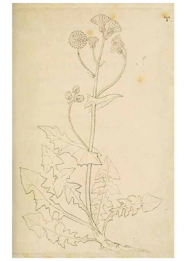 Reproducción/Reproduction 49233313952: Stirpium rariorum minusque cognitarum in Sicilia sponte provenientium descriptiones nonnullis iconibus auctae /. Panormi :Typis Regiis,1813-1816.. 