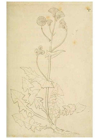 Reproducción/Reproduction 49233313952: Stirpium rariorum minusque cognitarum in Sicilia sponte provenientium descriptiones nonnullis iconibus auctae /. Panormi :Typis Regiis,1813-1816.. 