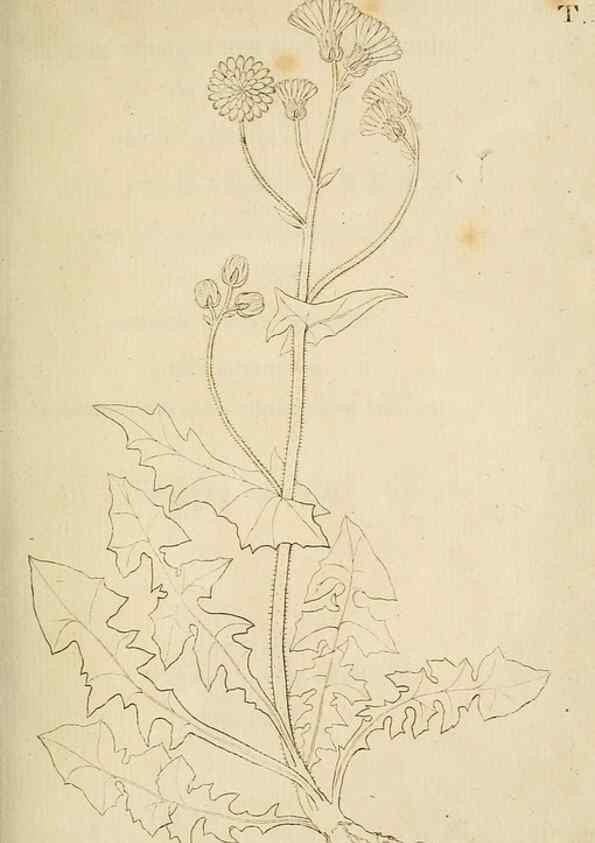 Reproducción/Reproduction 49233313952: Stirpium rariorum minusque cognitarum in Sicilia sponte provenientium descriptiones nonnullis iconibus auctae /. Panormi :Typis Regiis,1813-1816.. 