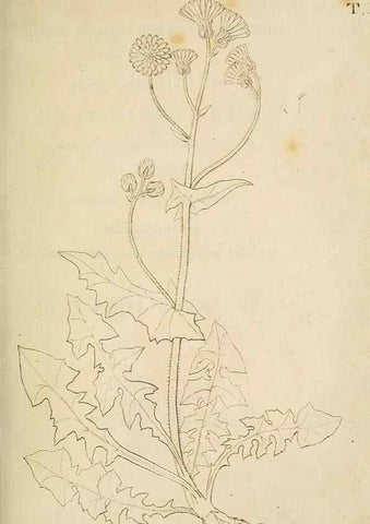 Reproducción/Reproduction 49233313952: Stirpium rariorum minusque cognitarum in Sicilia sponte provenientium descriptiones nonnullis iconibus auctae /. Panormi :Typis Regiis,1813-1816.. 
