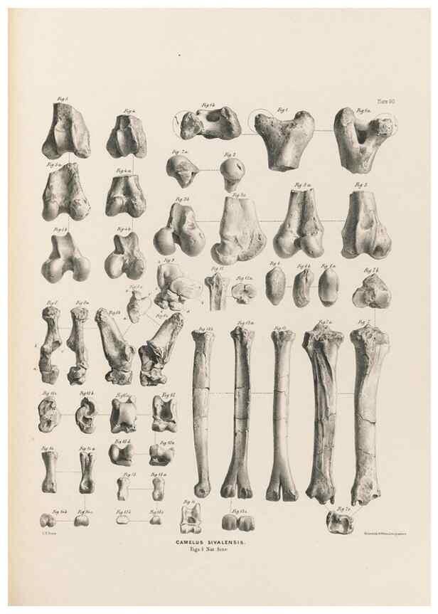 Reproducción/Reproduction 49227317538: Fauna antiqua sivalensis, being the fossil zoology of the Sewalik Hills, in the north of India. London :Smith, Elder and Co.,1846.. 