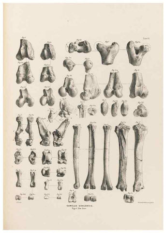 Reproducción/Reproduction 49227317538: Fauna antiqua sivalensis, being the fossil zoology of the Sewalik Hills, in the north of India. London :Smith, Elder and Co.,1846.. 