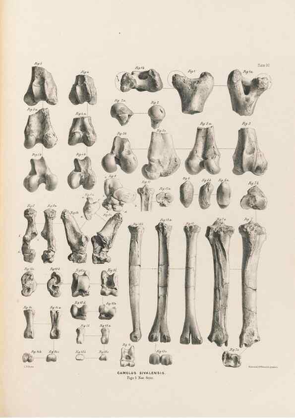 Reproducción/Reproduction 49227317538: Fauna antiqua sivalensis, being the fossil zoology of the Sewalik Hills, in the north of India. London :Smith, Elder and Co.,1846.. 