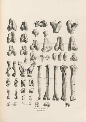 Reproducción/Reproduction 49227317538: Fauna antiqua sivalensis, being the fossil zoology of the Sewalik Hills, in the north of India. London :Smith, Elder and Co.,1846.. 