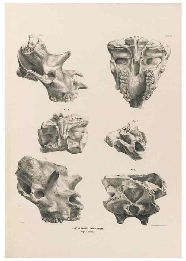 Reproducción/Reproduction 49227318253: Fauna antiqua sivalensis, being the fossil zoology of the Sewalik Hills, in the north of India. London :Smith, Elder and Co.,1846.. 