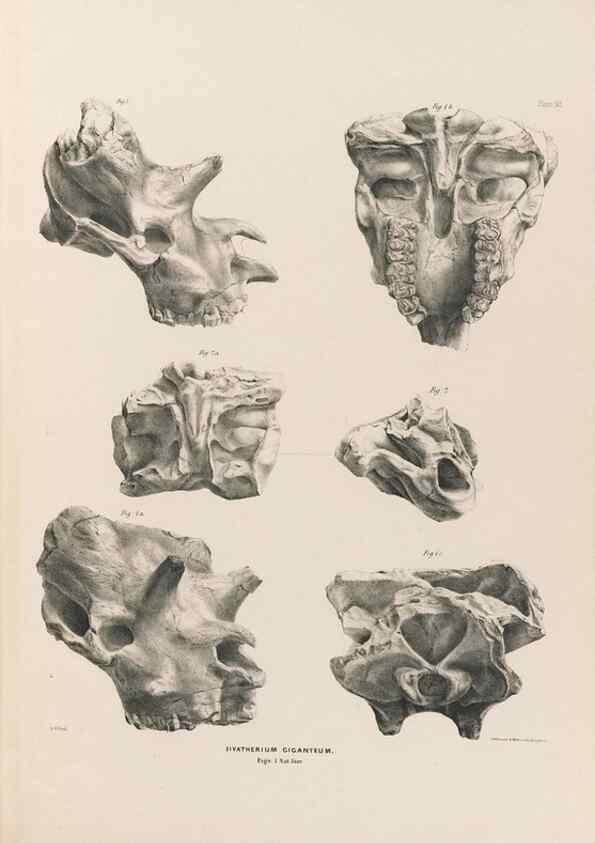 Reproducción/Reproduction 49227318253: Fauna antiqua sivalensis, being the fossil zoology of the Sewalik Hills, in the north of India. London :Smith, Elder and Co.,1846.. 