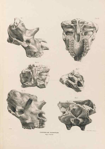 Reproducción/Reproduction 49227318253: Fauna antiqua sivalensis, being the fossil zoology of the Sewalik Hills, in the north of India. London :Smith, Elder and Co.,1846.. 