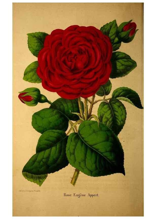 Reproducción/Reproduction 49228850607: Belgique horticole.. Liége.. 