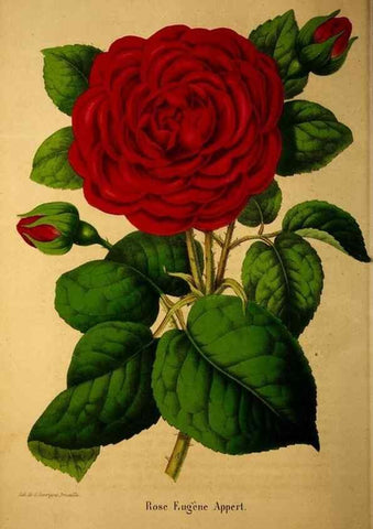 Reproducción/Reproduction 49228850607: Belgique horticole.. Liége.. 