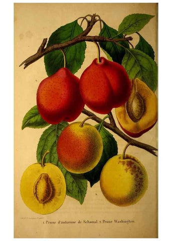 Reproducción/Reproduction 49228622281: Belgique horticole.. Liége.. 