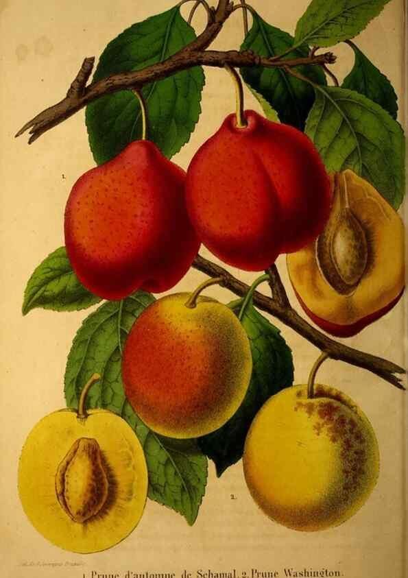 Reproducción/Reproduction 49228622281: Belgique horticole.. Liége.. 