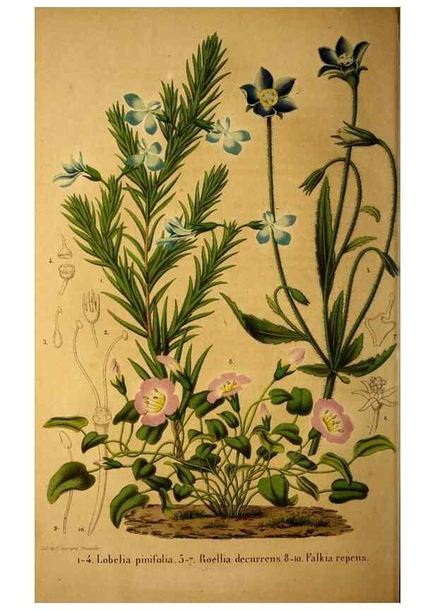 Reproducción/Reproduction 49228156768: Belgique horticole.. Liége.. 