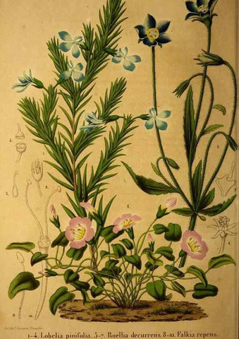 Reproducción/Reproduction 49228156768: Belgique horticole.. Liége.. 
