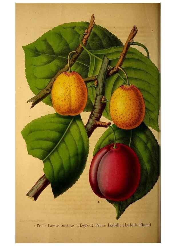 Reproducción/Reproduction 49228851842: Belgique horticole.. Liége.. 