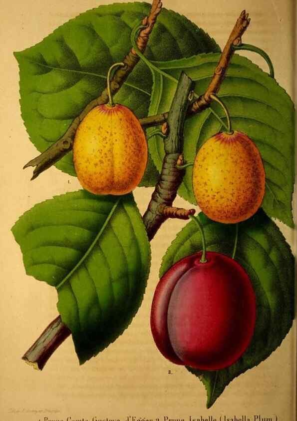 Reproducción/Reproduction 49228851842: Belgique horticole.. Liége.. 