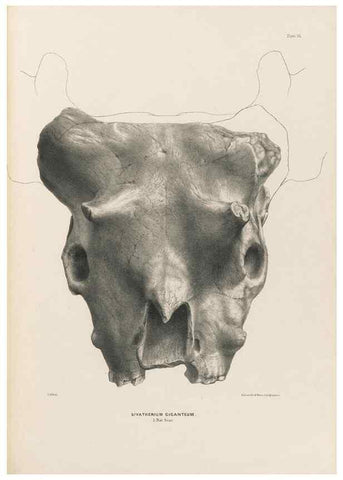 Reproducción/Reproduction 49227317858: Fauna antiqua sivalensis, being the fossil zoology of the Sewalik Hills, in the north of India. London :Smith, Elder and Co.,1846.. 