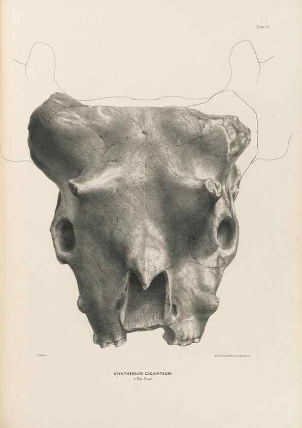 Reproducción/Reproduction 49227317858: Fauna antiqua sivalensis, being the fossil zoology of the Sewalik Hills, in the north of India. London :Smith, Elder and Co.,1846.. 