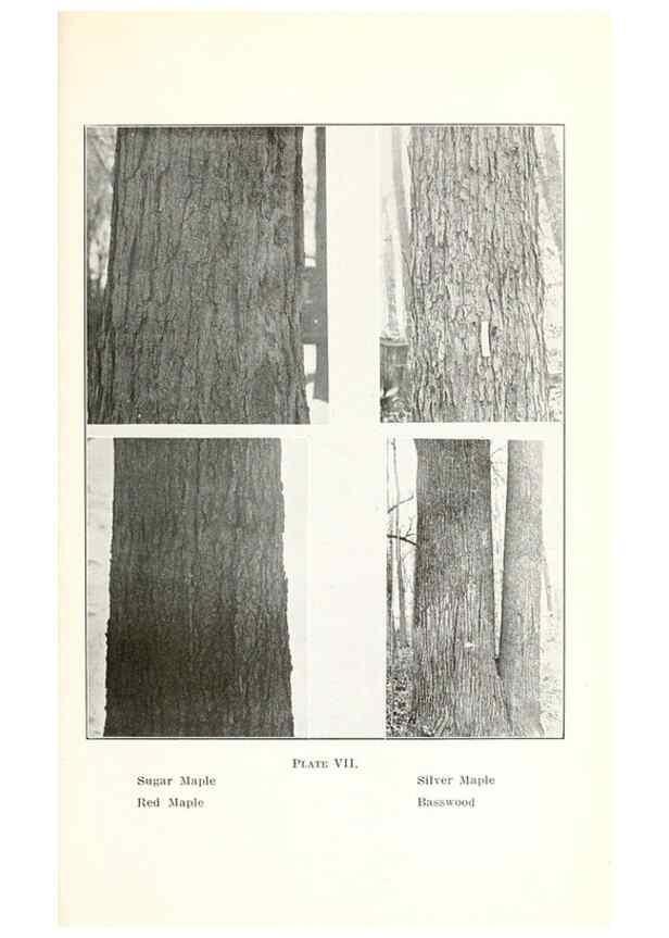 Reproducción/Reproduction 49233552936: Flora of Vermont.. Burlington, Vt.,Free Press Print. Co.,1915.. 