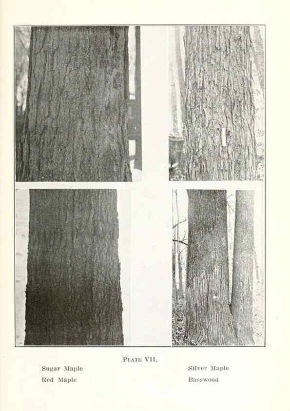 Reproducción/Reproduction 49233552936: Flora of Vermont.. Burlington, Vt.,Free Press Print. Co.,1915.. 