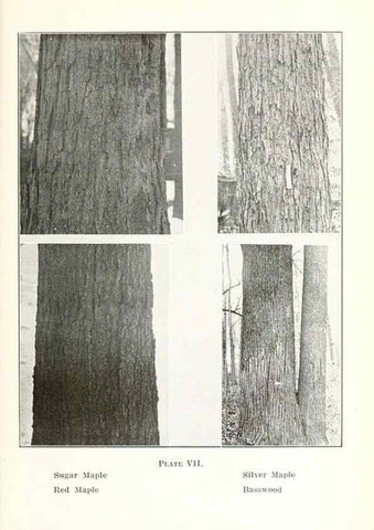 Reproducción/Reproduction 49233552936: Flora of Vermont.. Burlington, Vt.,Free Press Print. Co.,1915.. 