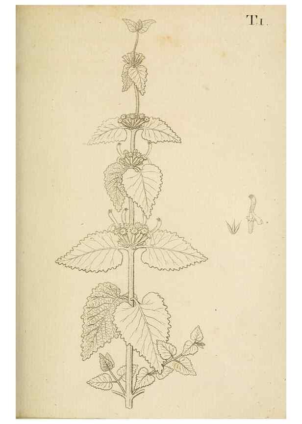 Reproducción/Reproduction 49233314312: Stirpium rariorum minusque cognitarum in Sicilia sponte provenientium descriptiones nonnullis iconibus auctae /. Panormi :Typis Regiis,1813-1816.. 