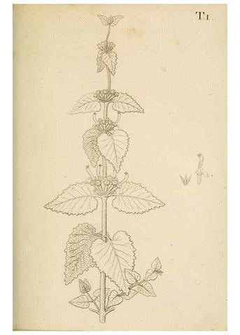 Reproducción/Reproduction 49233314312: Stirpium rariorum minusque cognitarum in Sicilia sponte provenientium descriptiones nonnullis iconibus auctae /. Panormi :Typis Regiis,1813-1816.. 