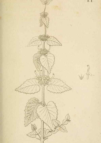 Reproducción/Reproduction 49233314312: Stirpium rariorum minusque cognitarum in Sicilia sponte provenientium descriptiones nonnullis iconibus auctae /. Panormi :Typis Regiis,1813-1816.. 