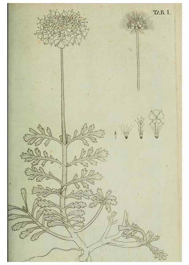 Reproducción/Reproduction 49232627113: Stirpium rariorum minusque cognitarum in Sicilia sponte provenientium descriptiones nonnullis iconibus auctae /. Panormi :Typis Regiis,1813-1816.. 