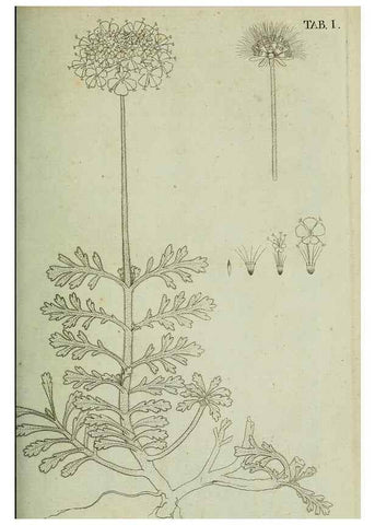 Reproducción/Reproduction 49232627113: Stirpium rariorum minusque cognitarum in Sicilia sponte provenientium descriptiones nonnullis iconibus auctae /. Panormi :Typis Regiis,1813-1816.. 